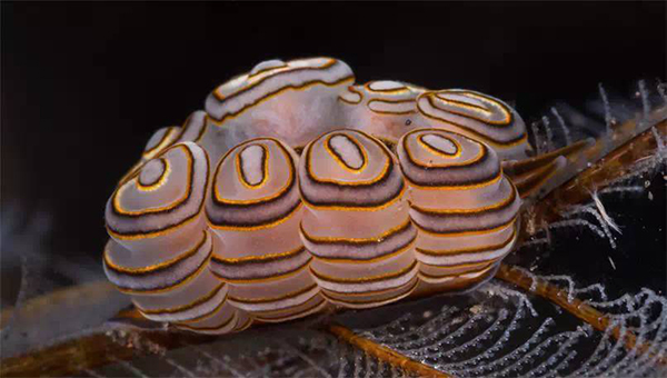 阿贡火山即将喷发,还能不能去巴厘岛愉快地玩