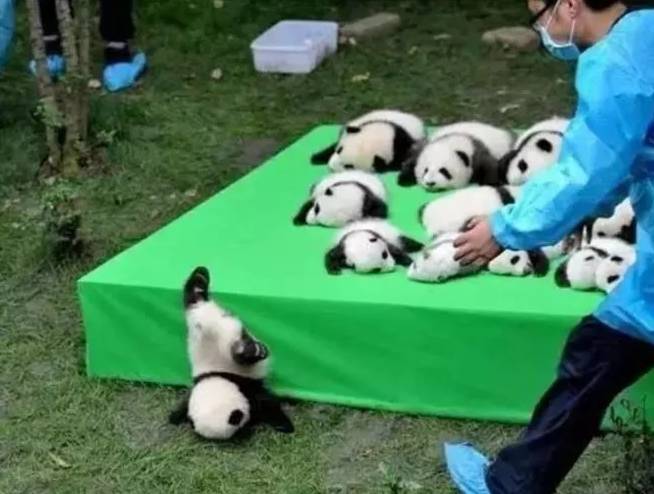 皮皮虾入围台风名字了,进来看看有你喜欢的名