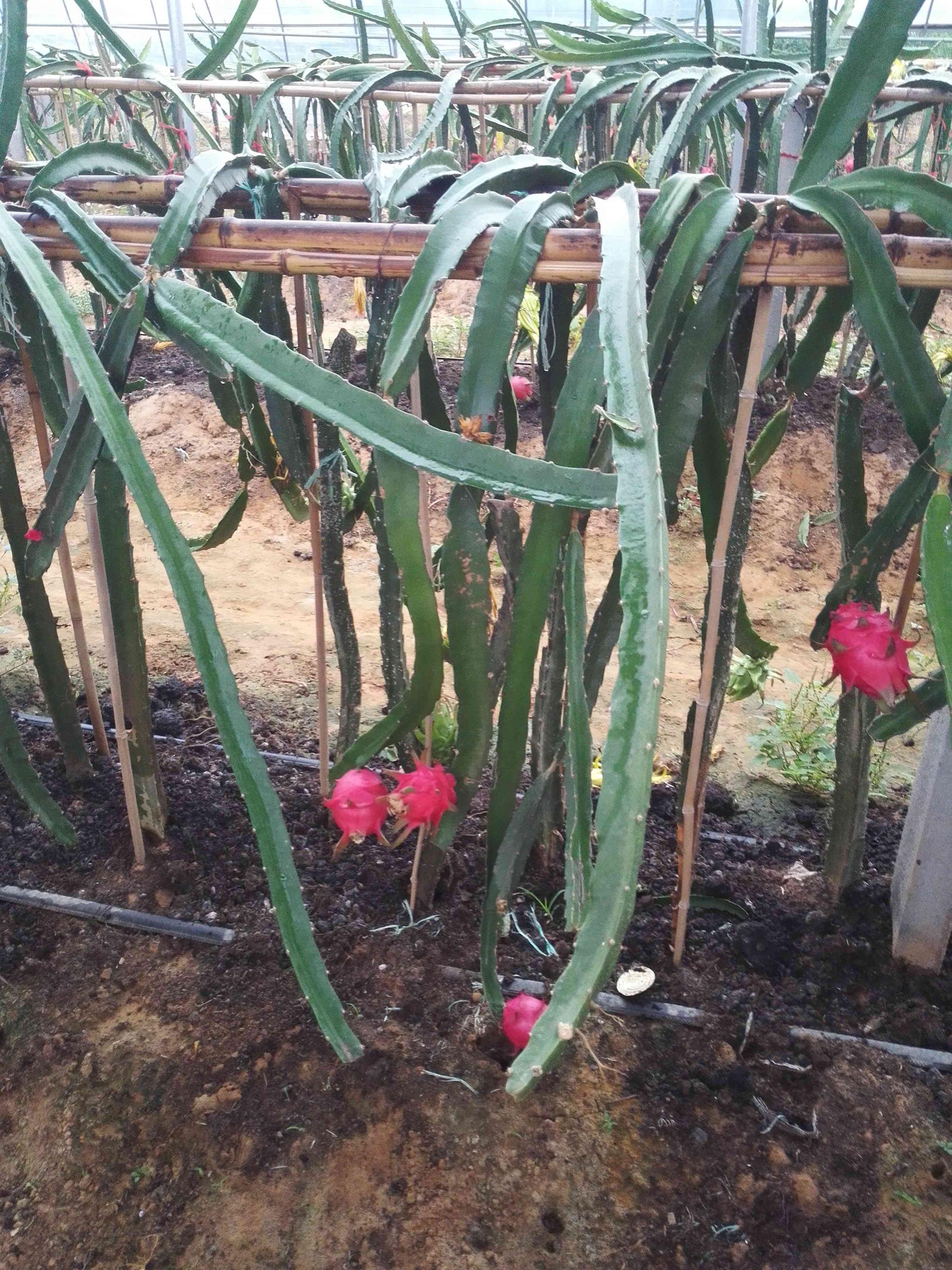 很多人吃过火龙果 您见过火龙果是怎么生长的