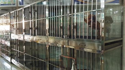 节前宠物寄养火热:部分店家无资质 且无需签订