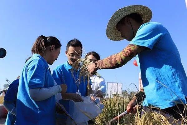 △研究人员收集海水稻材料样本（青岛海水稻研究发展中心供图）