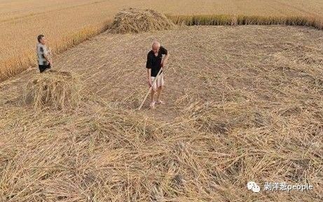  今年8月份秋收，川崎广人在收割小麦。受访者供图