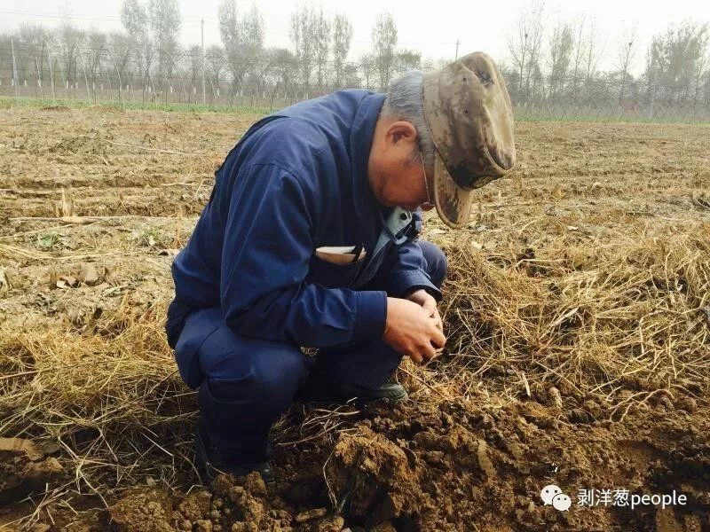 川崎广人在田间查看土壤状况，受访者供图