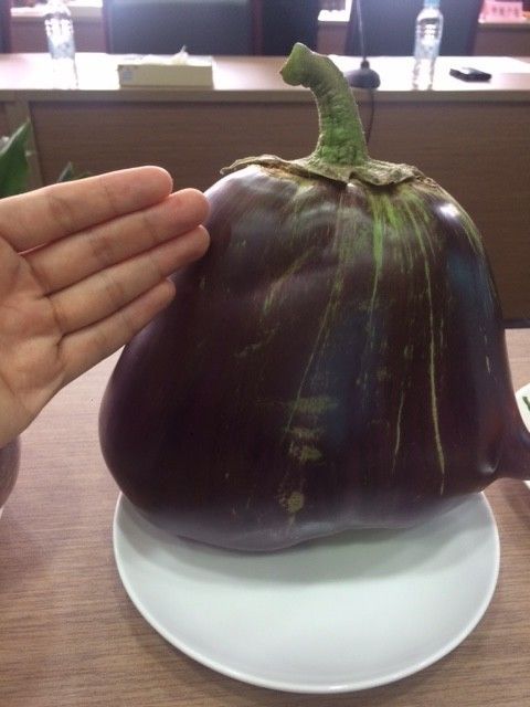 这应该是魔都迄今最大的茄子,2斤1两.