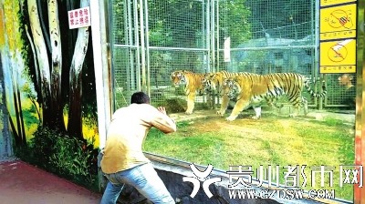 贵阳一动物园游客扮猴逗虎网友别忘了老虎伤人事件