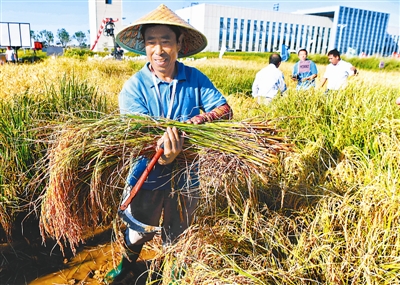 我国高产海水稻研究取得重大突破