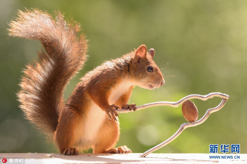 吃货松鼠给坚果去壳 各种工具齐登场|坚果|松鼠