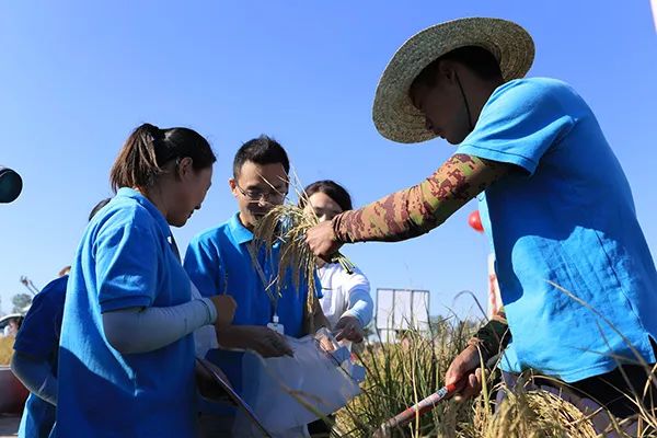 研究人员收集海水稻材料样本 青岛海水稻研究中心供图