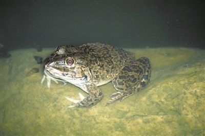 青蛙夜晚鸣叫被投诉,三亚环保部门的神回复亮