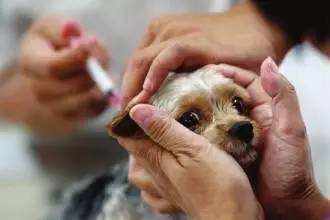 今年1-8月我省报告狂犬病发病12例,与狗狗相处
