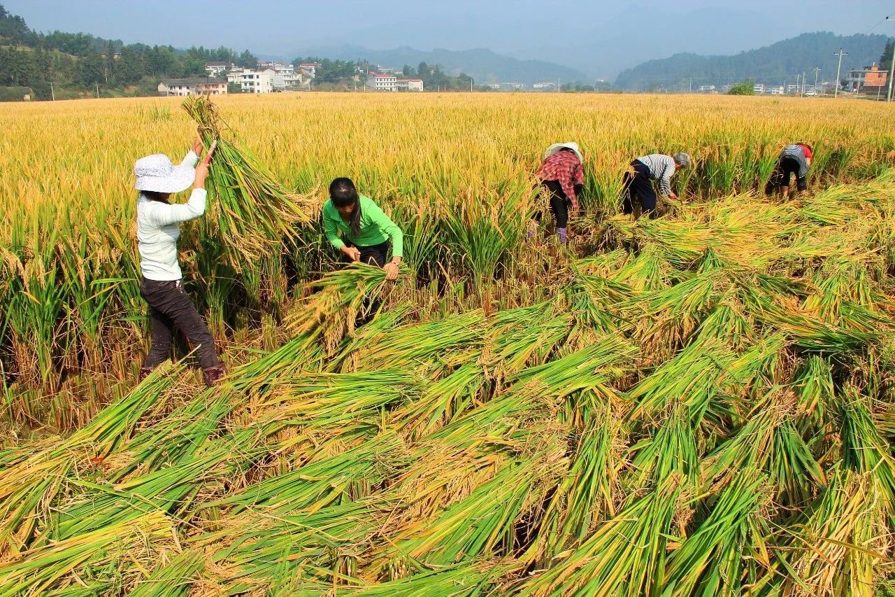 87的他,全人类功臣!|袁隆平|水稻|海水稻