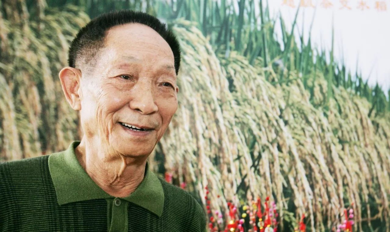 袁隆平|水稻|海水稻_新浪新闻