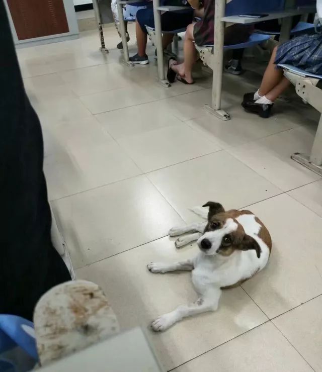 农大学霸狗身份被揭发，竟然在自习室干这种事……