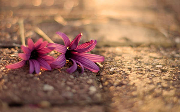 176精品散人手游下载-176精品散人v388下载安卓版