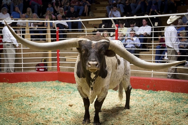 牛气冲天!美长角牛长角打破世界记录 长约2.5米