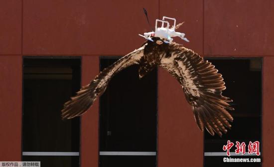 资料图：荷兰警方训练老鹰捕捉无人机。