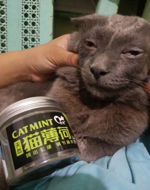 这只猫吸了过量的猫薄荷,整个猫生都飘了起来