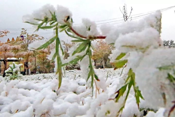 10月1日,新疆哈密,伊吾县街头的雪景
