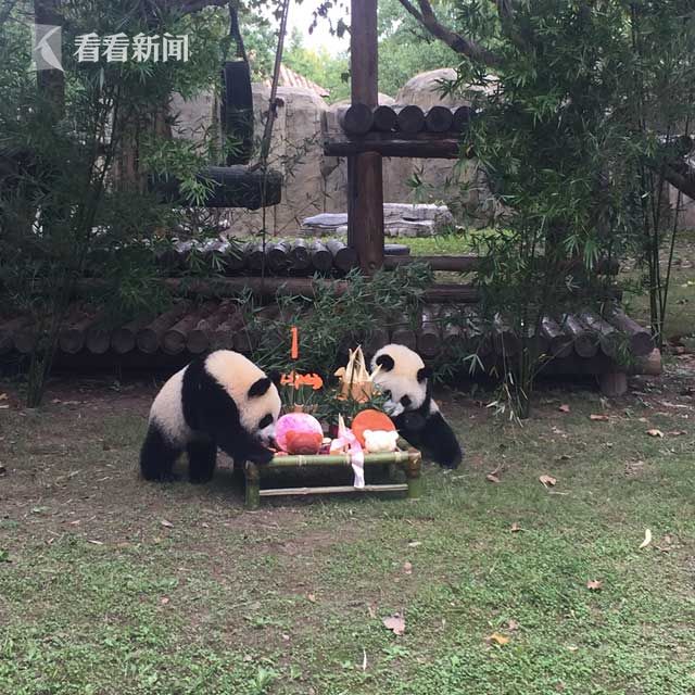 龙凤胎大熊猫周岁啦！熊猫馆为“月月、半半”举行1周岁生日会【热门往事】风气中国网