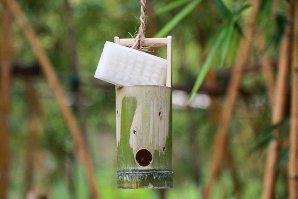 上海首对龙凤胎大熊猫周岁啦!抓周选了 算盘 与