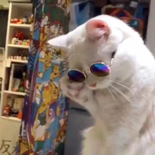会带墨镜的猫咪,简直帅到炸!