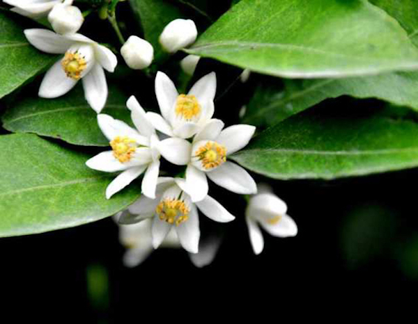 月夕赏花,故宫藏钱选《八花图卷》名目图考|钱