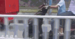 大家对这位驾驶员怎么评价