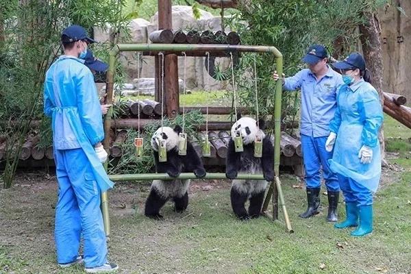 庆生 | 上海首对龙凤胎大熊猫周岁啦!抓周选了