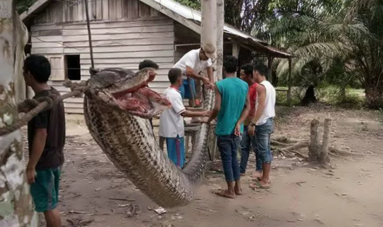 印尼男子徒手打死7米巨蟒 村民开心享用蛇肉大
