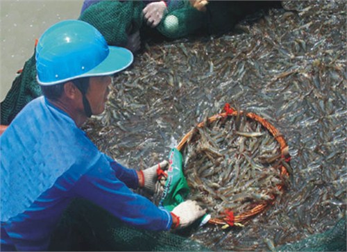 革·印记】之谁让我们的餐桌多了条鱼|淡水|水