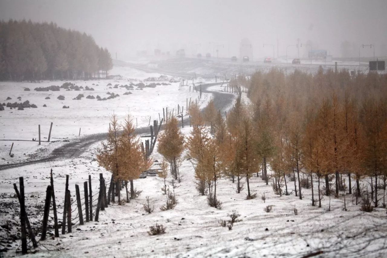 △6日 ，新疆哈密，风雪中的天山落叶松/视觉中国