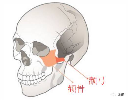 许晴到底哪里长得好才能这样逆生长?|许晴|颧弓