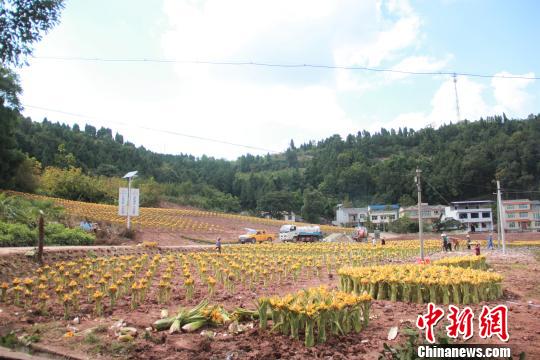 图为拱市村种植的“千叶佛莲”。 蒋东宏 摄