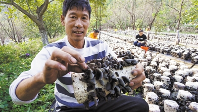 精准扶贫助农摘穷帽|木耳|扶贫|密云区