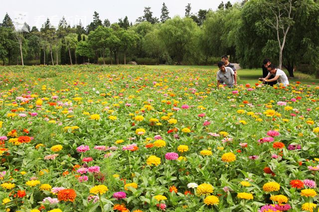 上海共青森林公园8天10万人狂欢|共青森林公园