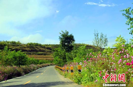 甘肃天水乡村 格桑花大道 花开33公里|甘肃|格桑