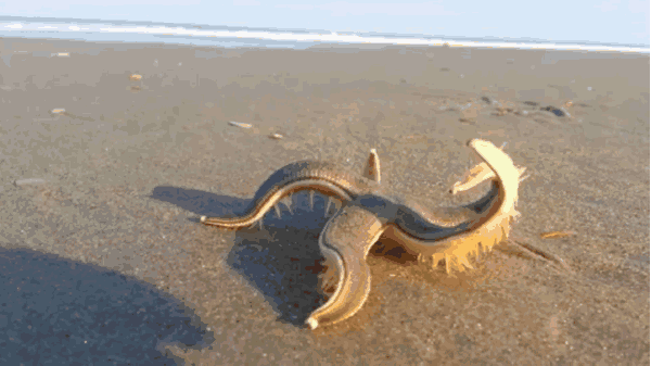 视频|海星原来是这样走路的!无数只小触手不断收缩