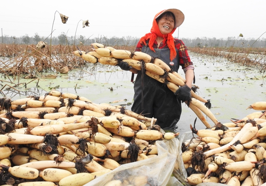 图片新闻|海州区|连云港市|浅水藕