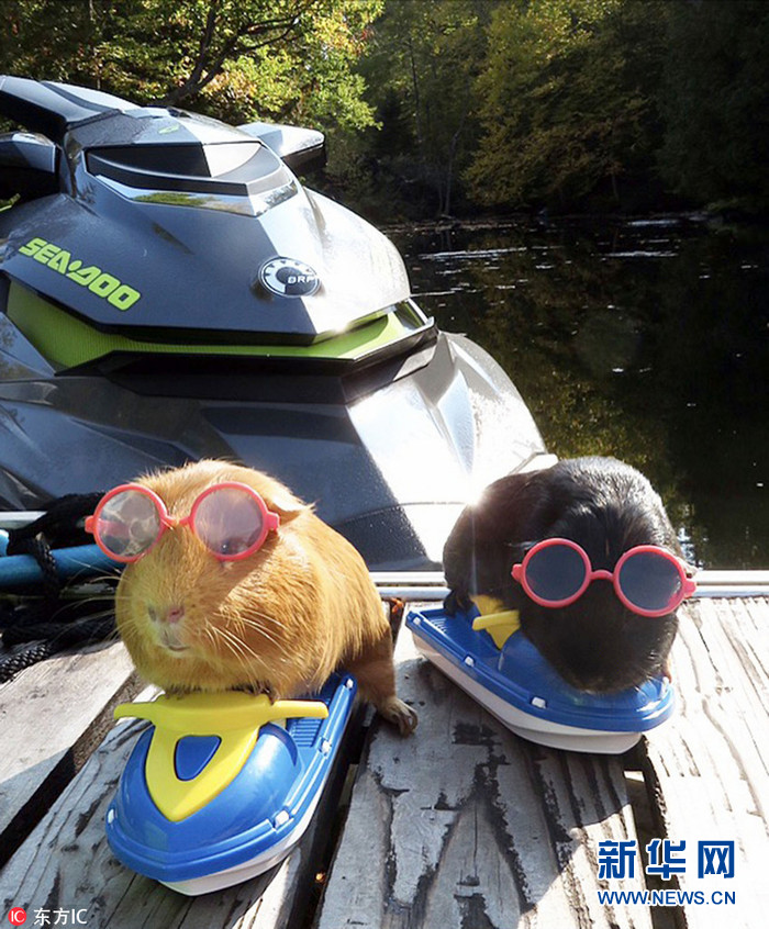 加拿大天竺鼠DJ上身 开豪车|豪车|天竺鼠|加