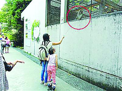 游客擅自投喂现象屡禁不止