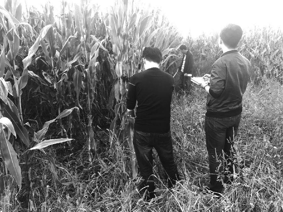 期货工具惠及玉米全产业链|期货|玉米|大豆