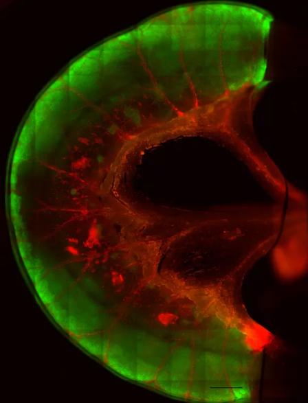 科学家使用人类干细胞重造新的大鼠小肠