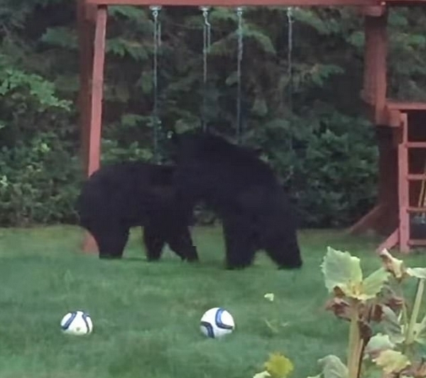 憨态可掬!美两只黑熊在居民后院嬉戏踢球|足球