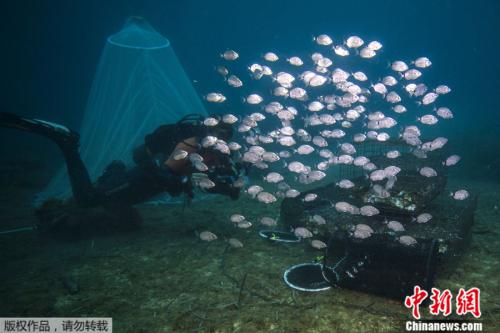 窝心!法国海洋学家为小鱼打造海底安乐窝(图