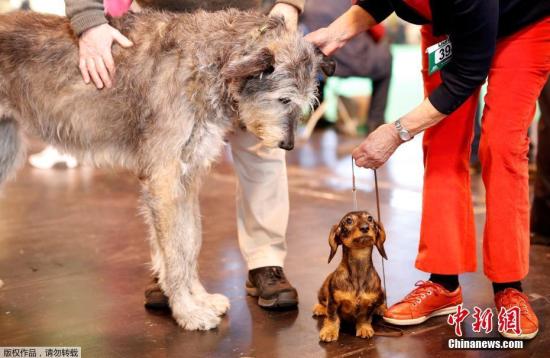 顾生病爱犬无法上班 意大利女子请带薪 病假 |病