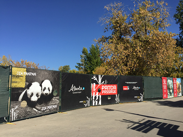 卡尔加里动物园建设中的熊猫馆  澎湃新闻记者 刘莉 摄