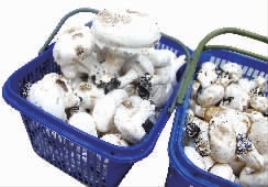 【奋进这5年 精彩看湖南】永州成功创建国家级出口食品农产品质量安全示范市纪实