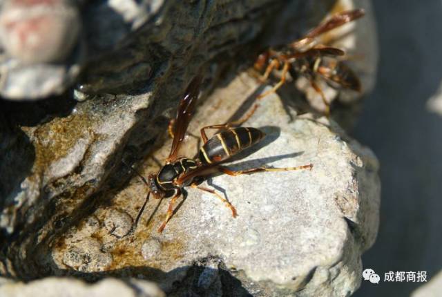 秋季到户外千万小心它,毒性堪比眼镜蛇!|眼镜蛇