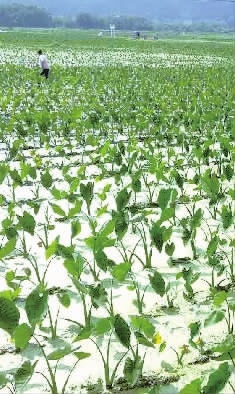 【奋进这5年 精彩看湖南】永州成功创建国家级出口食品农产品质量安全示范市纪实