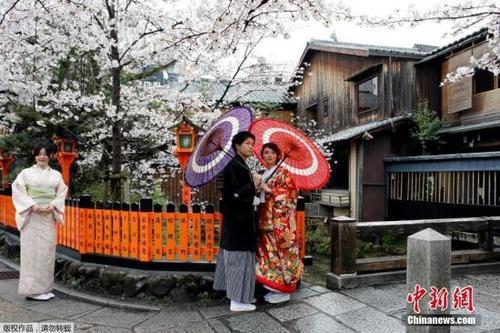 图:日本京都樱花盛放,民众身着和服赏樱